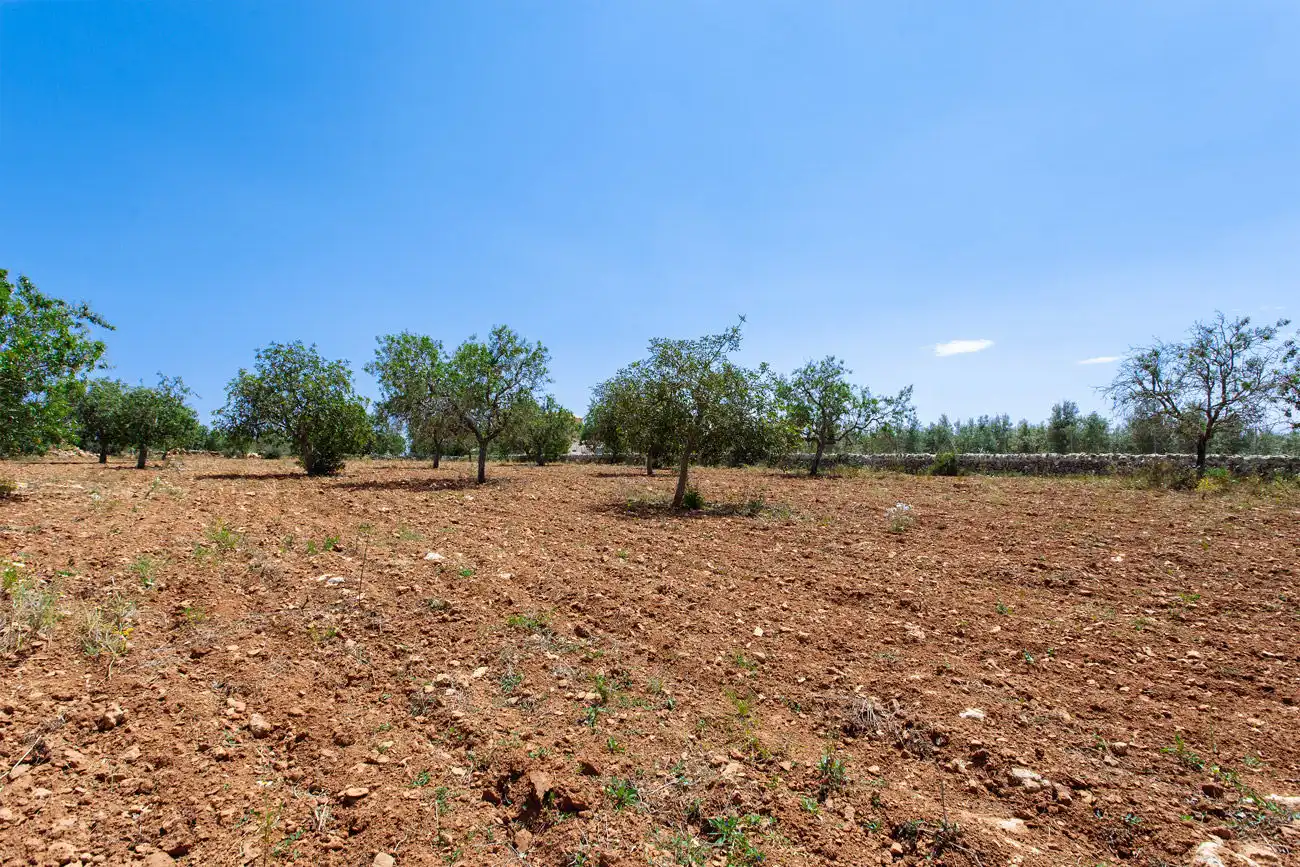 Terrenys i solars en venda a Felanitx Poble, imagen 20