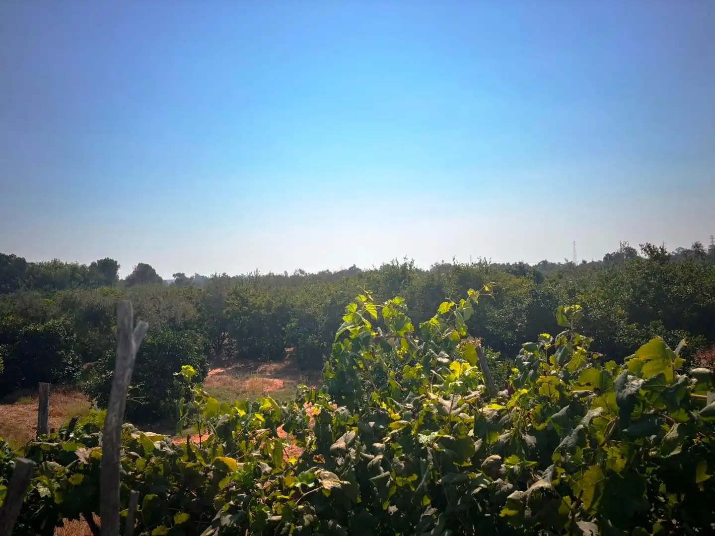 Finca rústica en venda en Huévar del Aljarafe amb Jardí privat, Traster i Piscina
