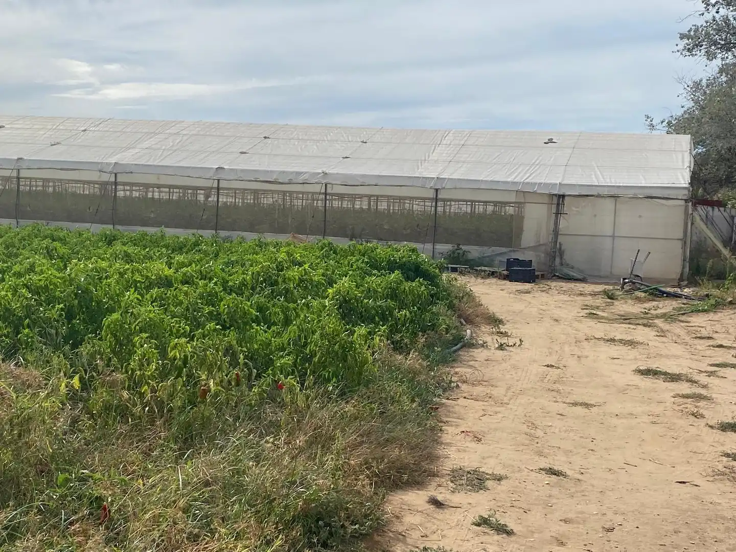 Terreno rustico in vendita a Barbate ciudad, imagen 4
