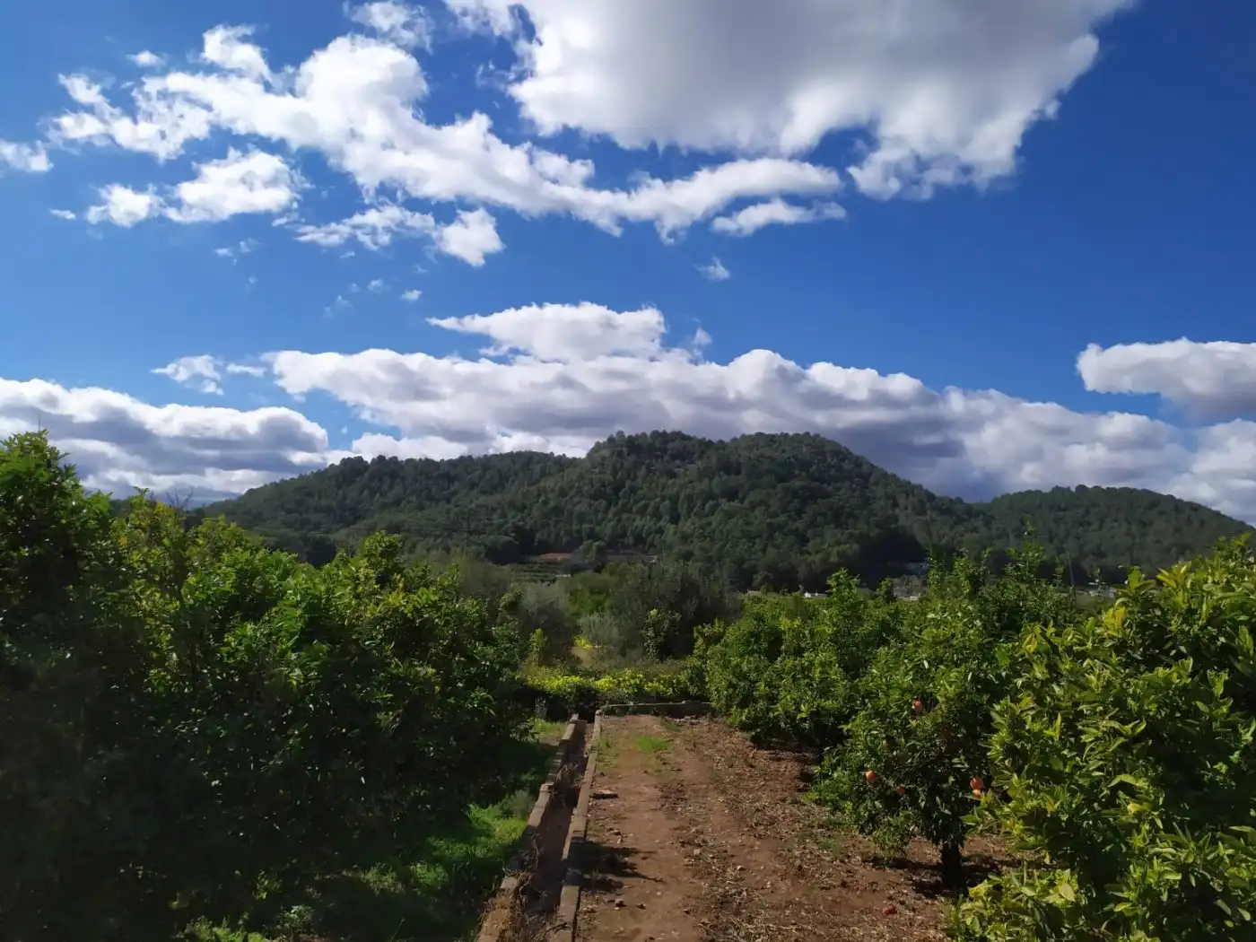 Rural land for sale in Camino Preventorio caseta del senyoret, imagen 4