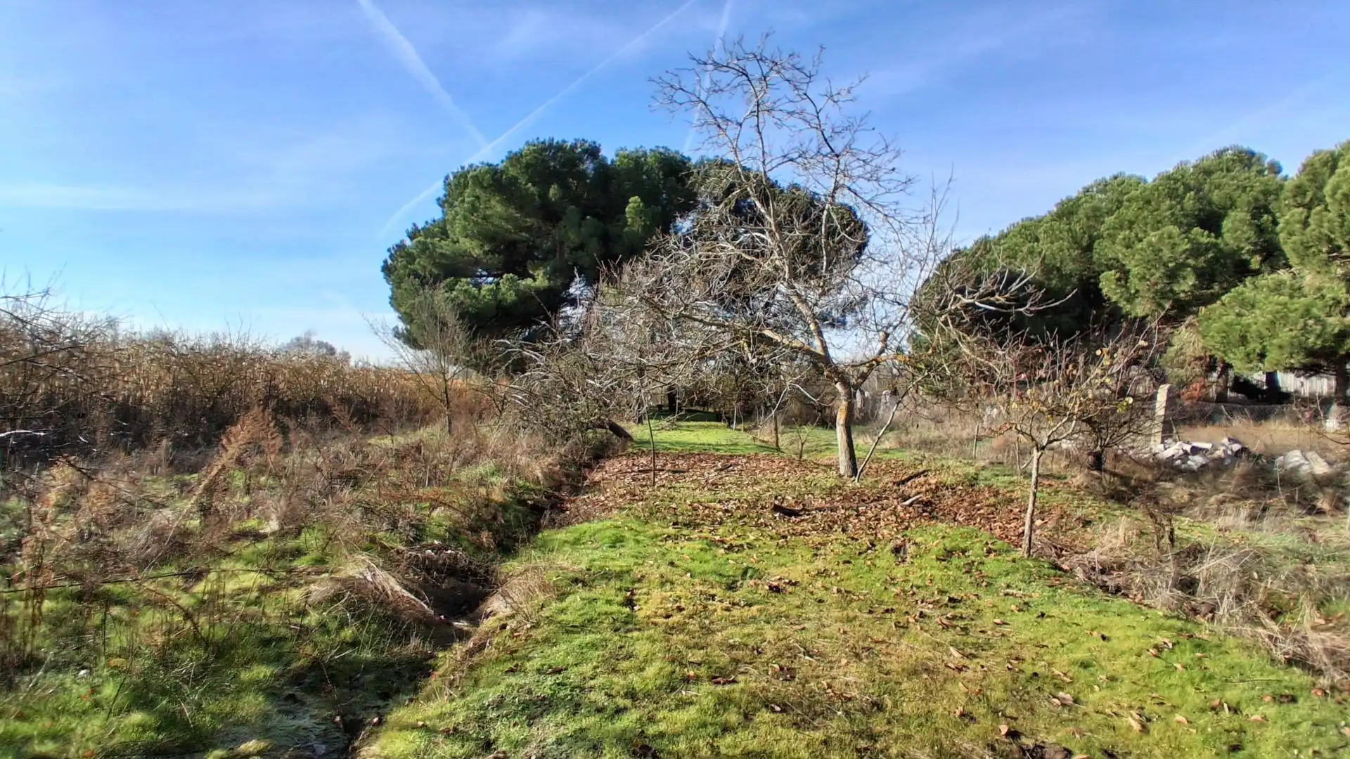 Finca rústica en venta en Almenara de Tormes