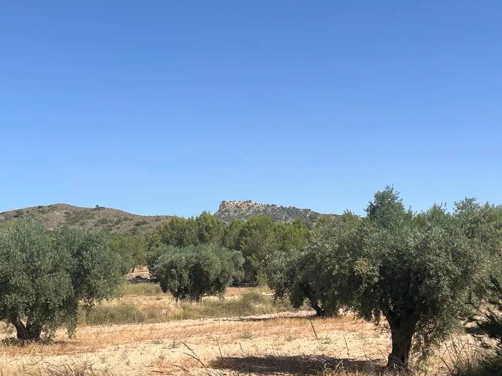Terreny en venda en Hellín