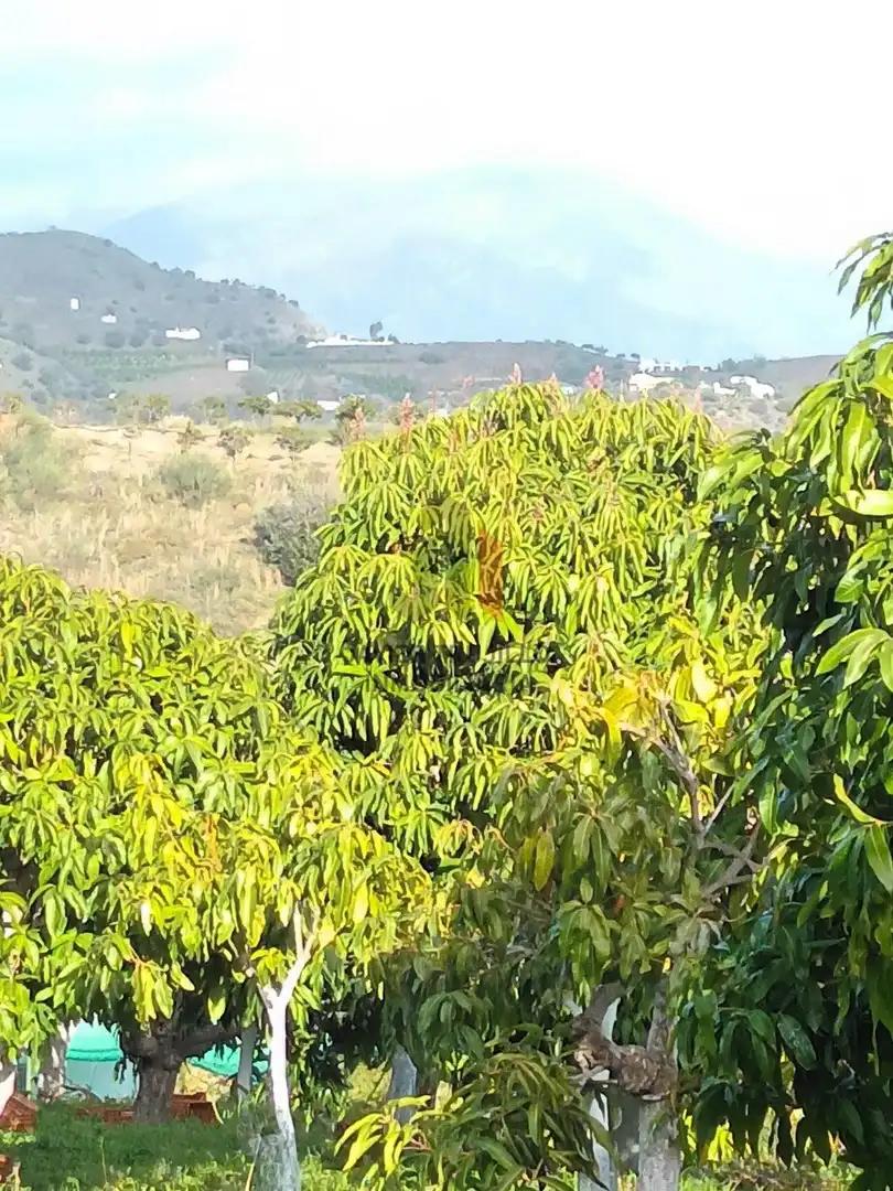 Vista exterior de Finca rústica en venta en Cútar con Terraza, Trastero y Piscina