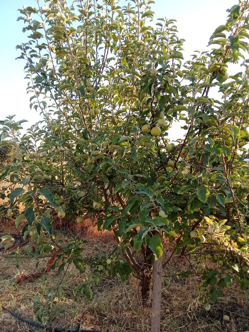 Garden of Land for sale in Almodóvar del Río