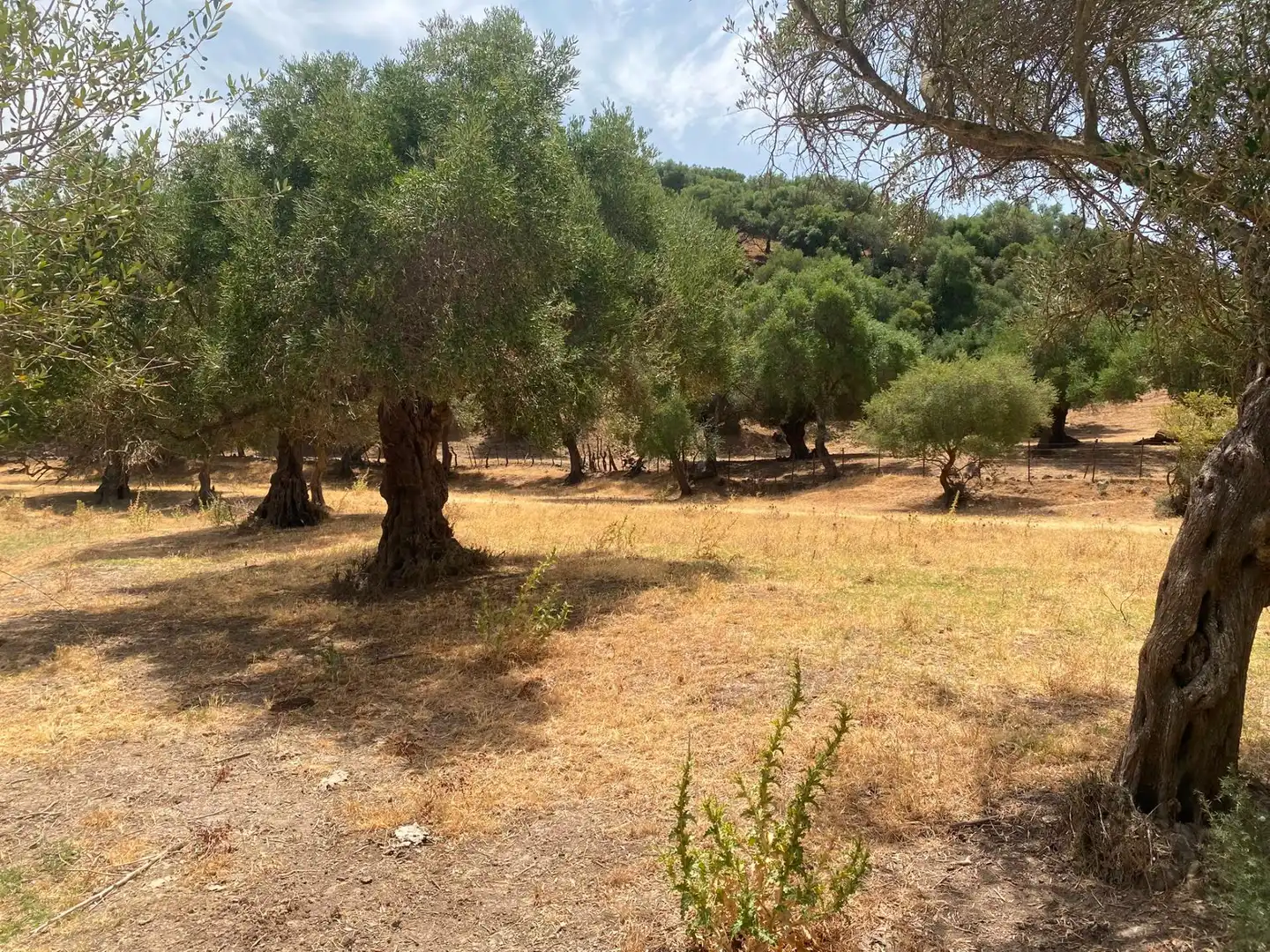 Terreni e lotti in vendita a Alcalá de los Gazules, imagen 72
