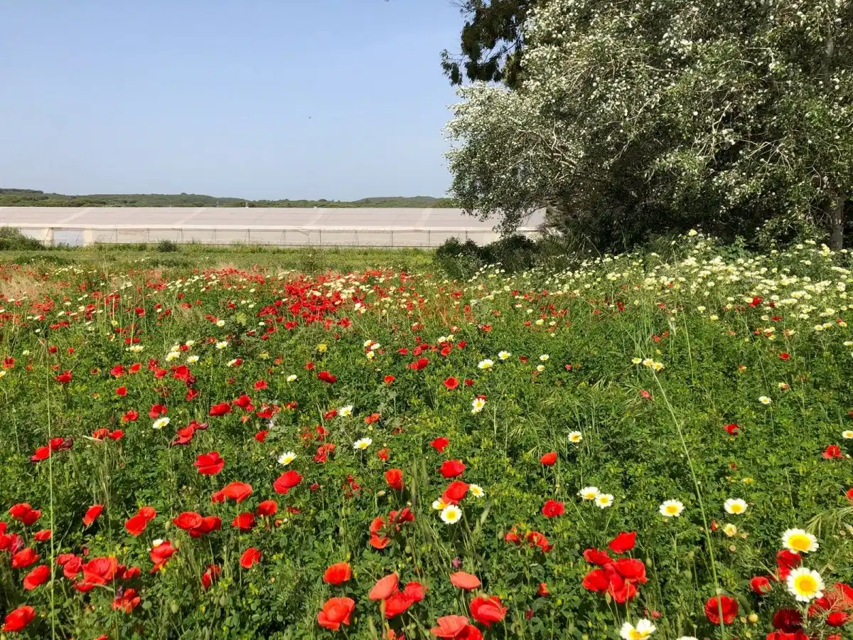 Terreni e lotti in vendita a Barbate ciudad, imagen 41
