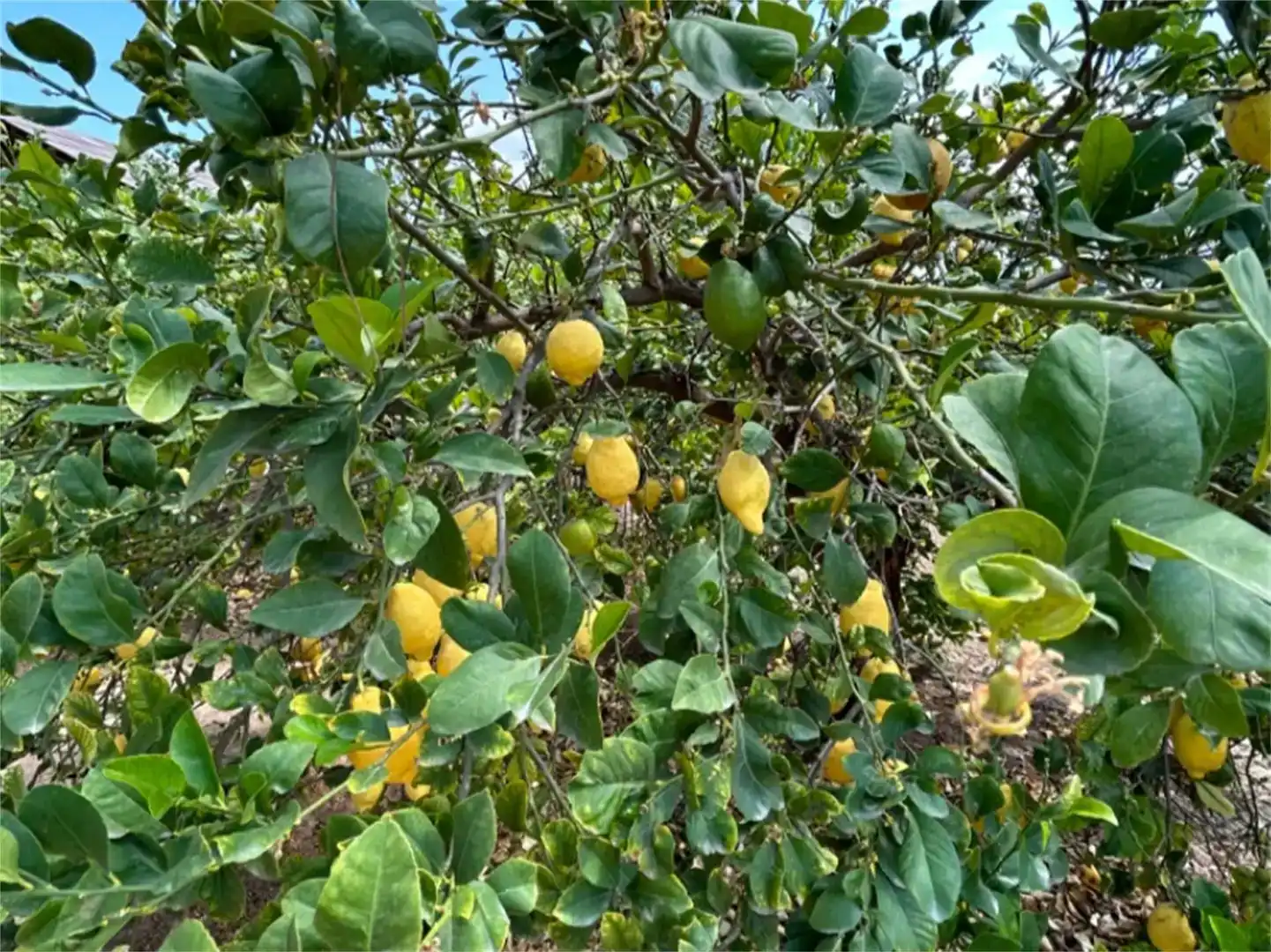 Jardín de Terreno en venta en Alhama de Murcia ciudad