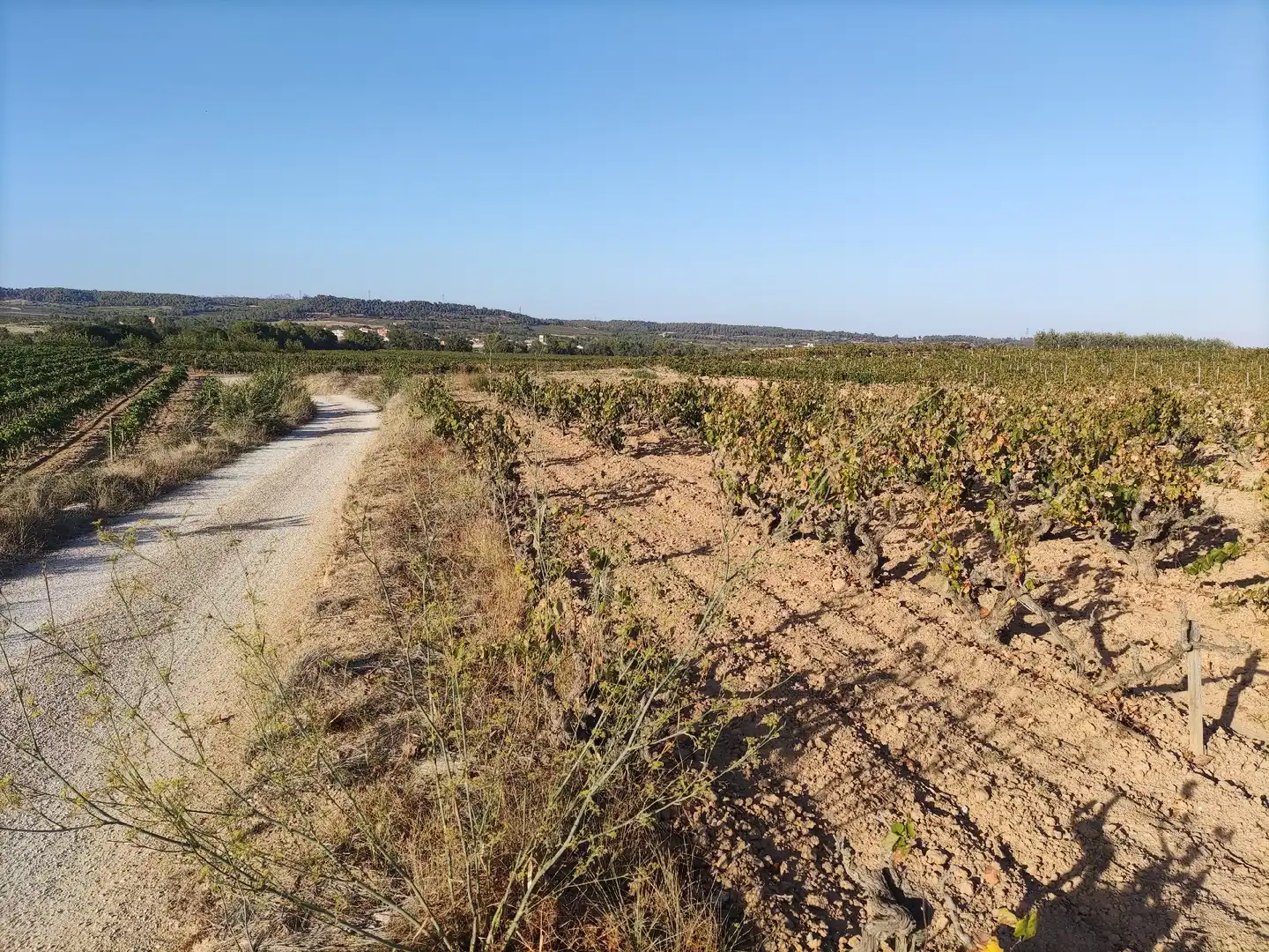 Residencial en venda a El Pla del Penedès