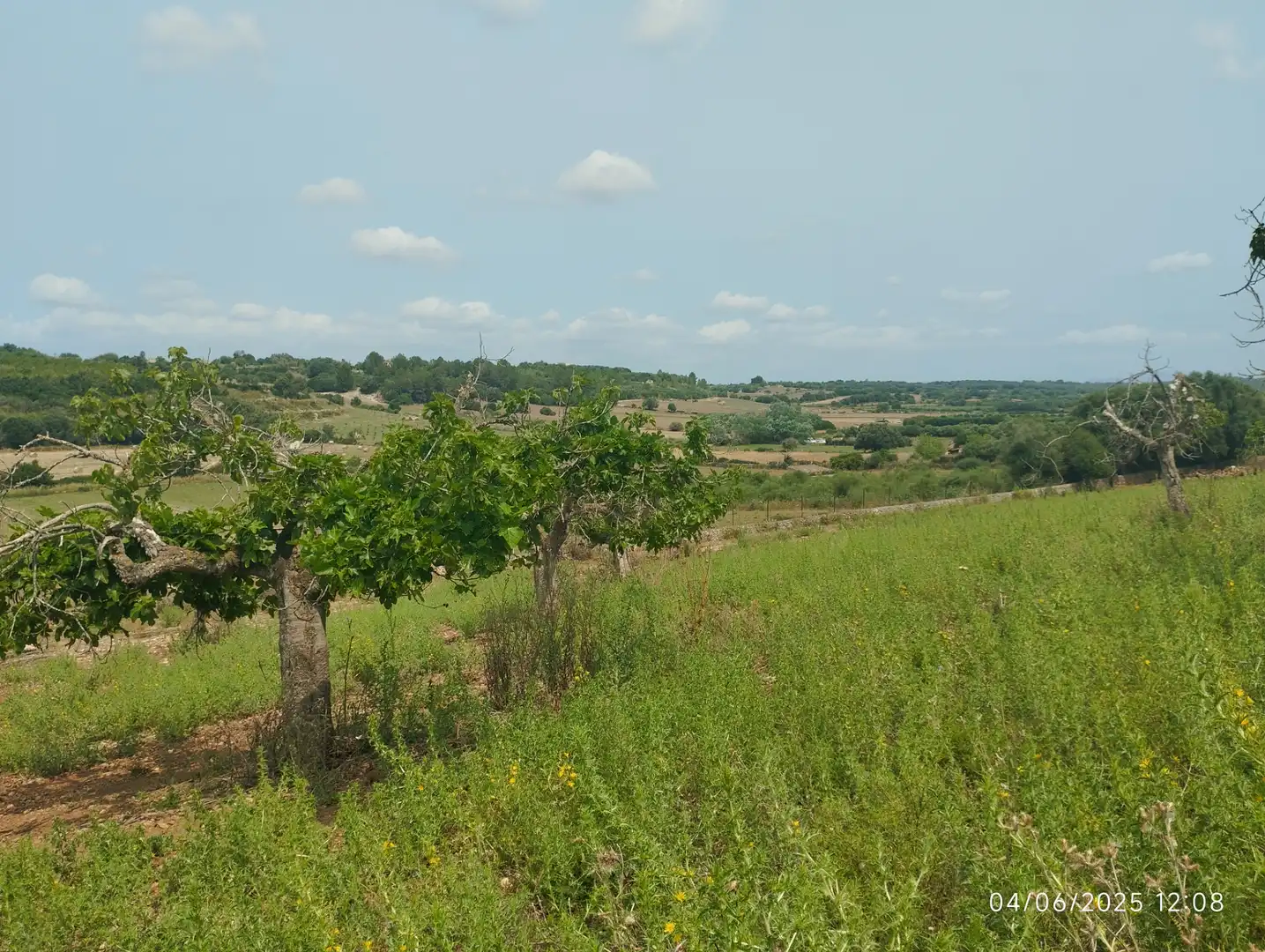 Terreny rústic en venda a Ariany, imagen 11