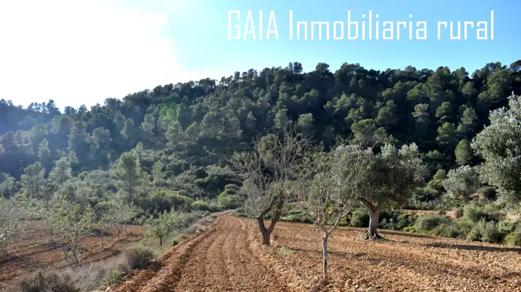 Terreni e lotti in vendita a Maella, imagen 8