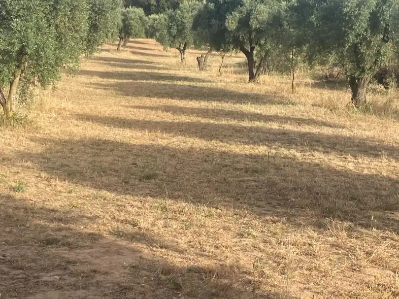 Rural land for sale in disseminat s/n, imagen 3