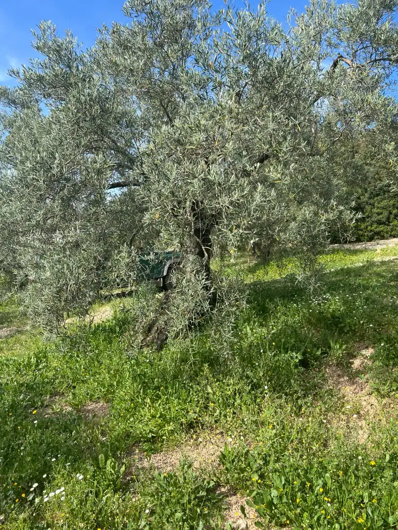 Terreno rustico in vendita a Cabra, imagen 12