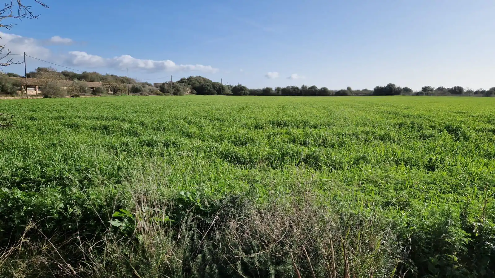 Terreno rustico in vendita a Llucmajor pueblo, imagen 4