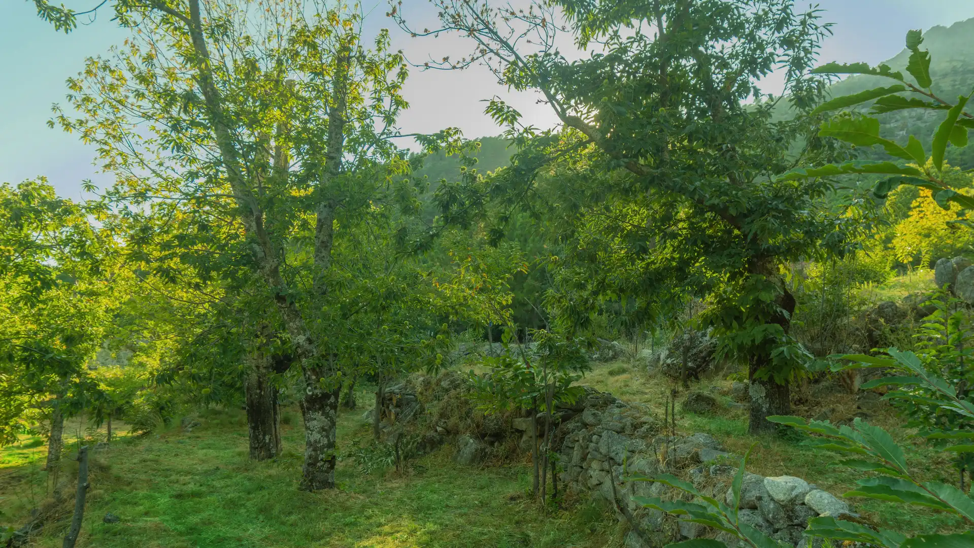 Casa o xalet en venda en El Hornillo 