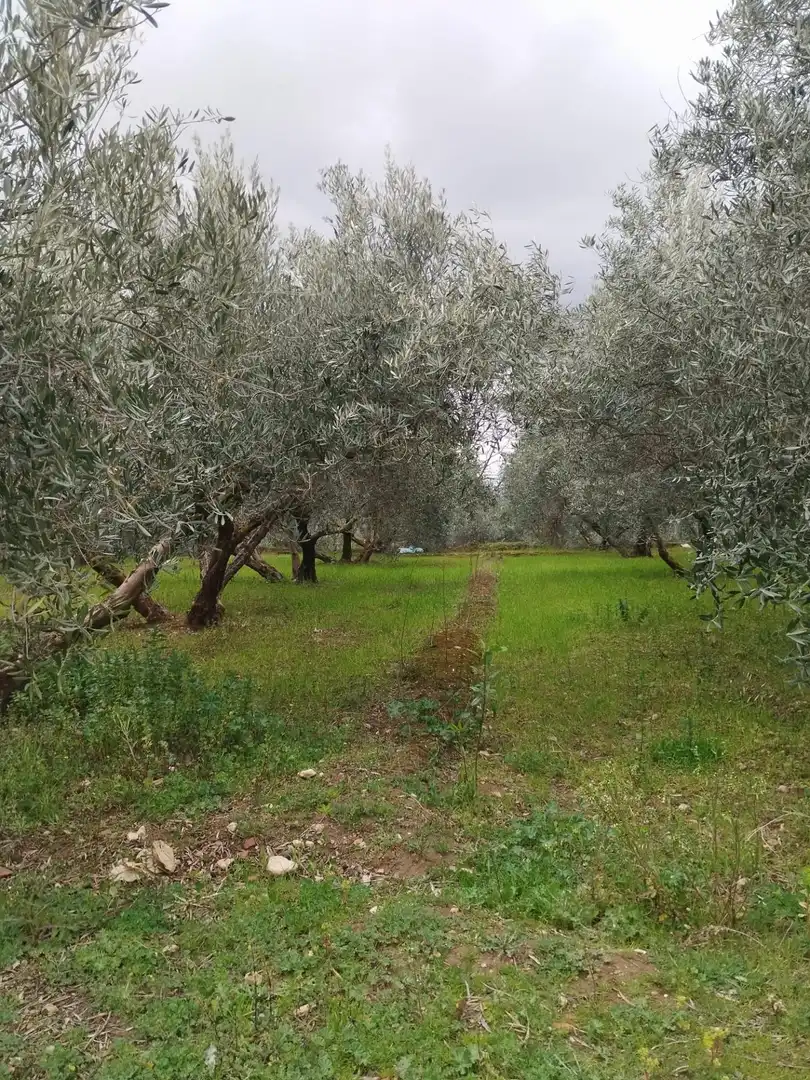 Terreni e lotti in vendita a Camino del cerro poligono 3 parcela, imagen 21
