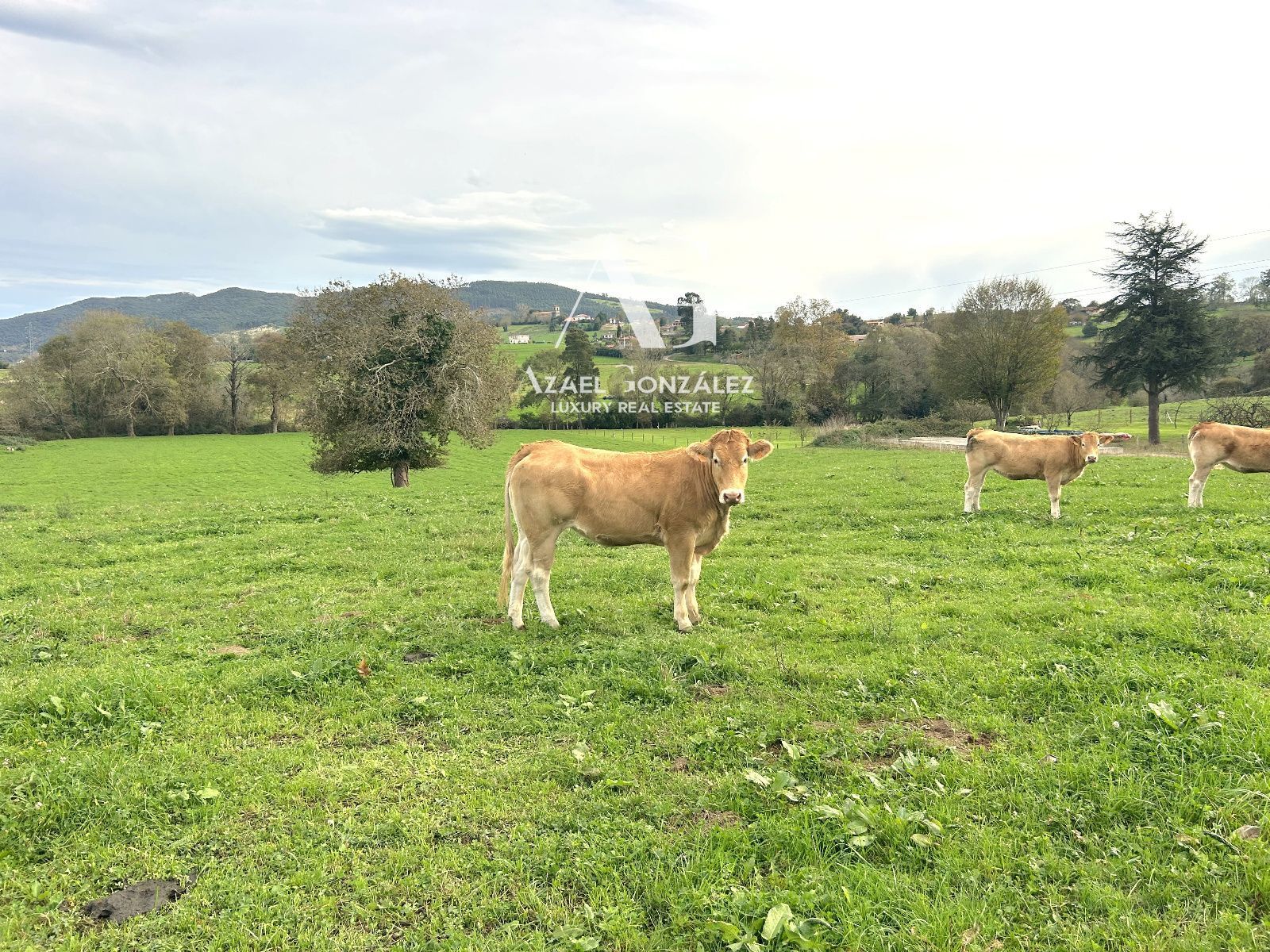 Land for sale in Ribamontán al Monte