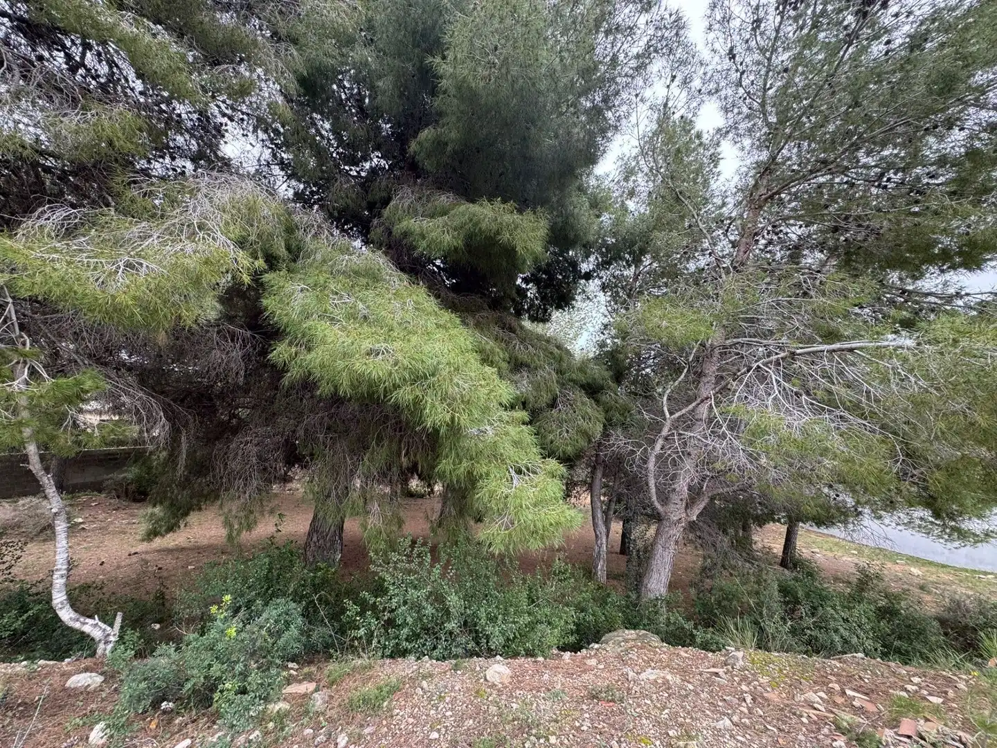 Terrenys i solars en venda a Ciutat Jardí Bonanova, imagen 4
