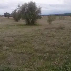 Terreno rústico en venta en Carrión de Calatrava