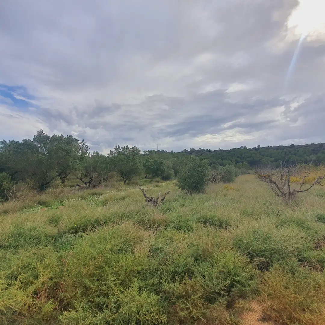 Rustikales Grundstück zum Verkauf in El Pinell de Brai, imagen 28