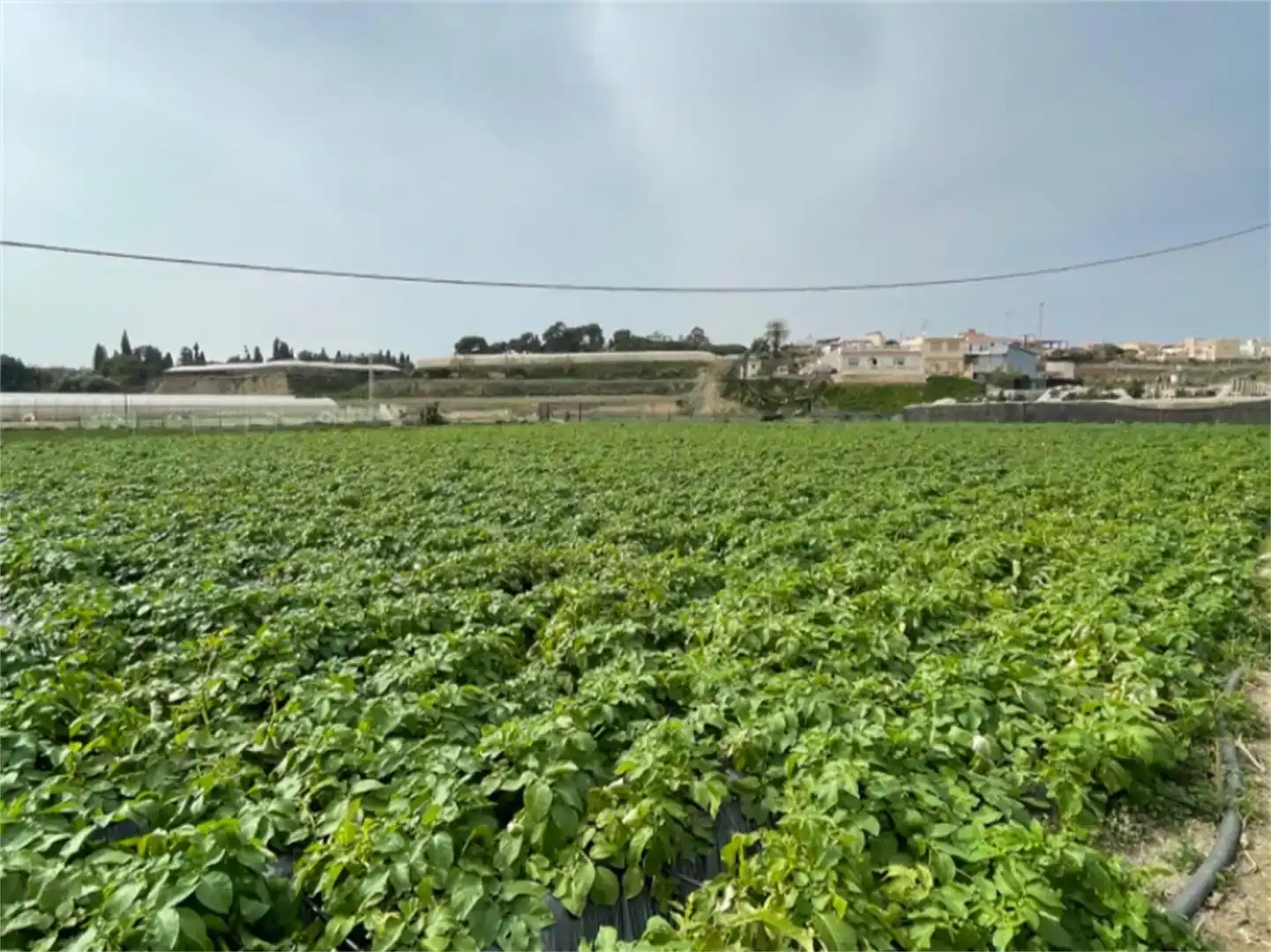 Finca rústica en venda en Algarrobo