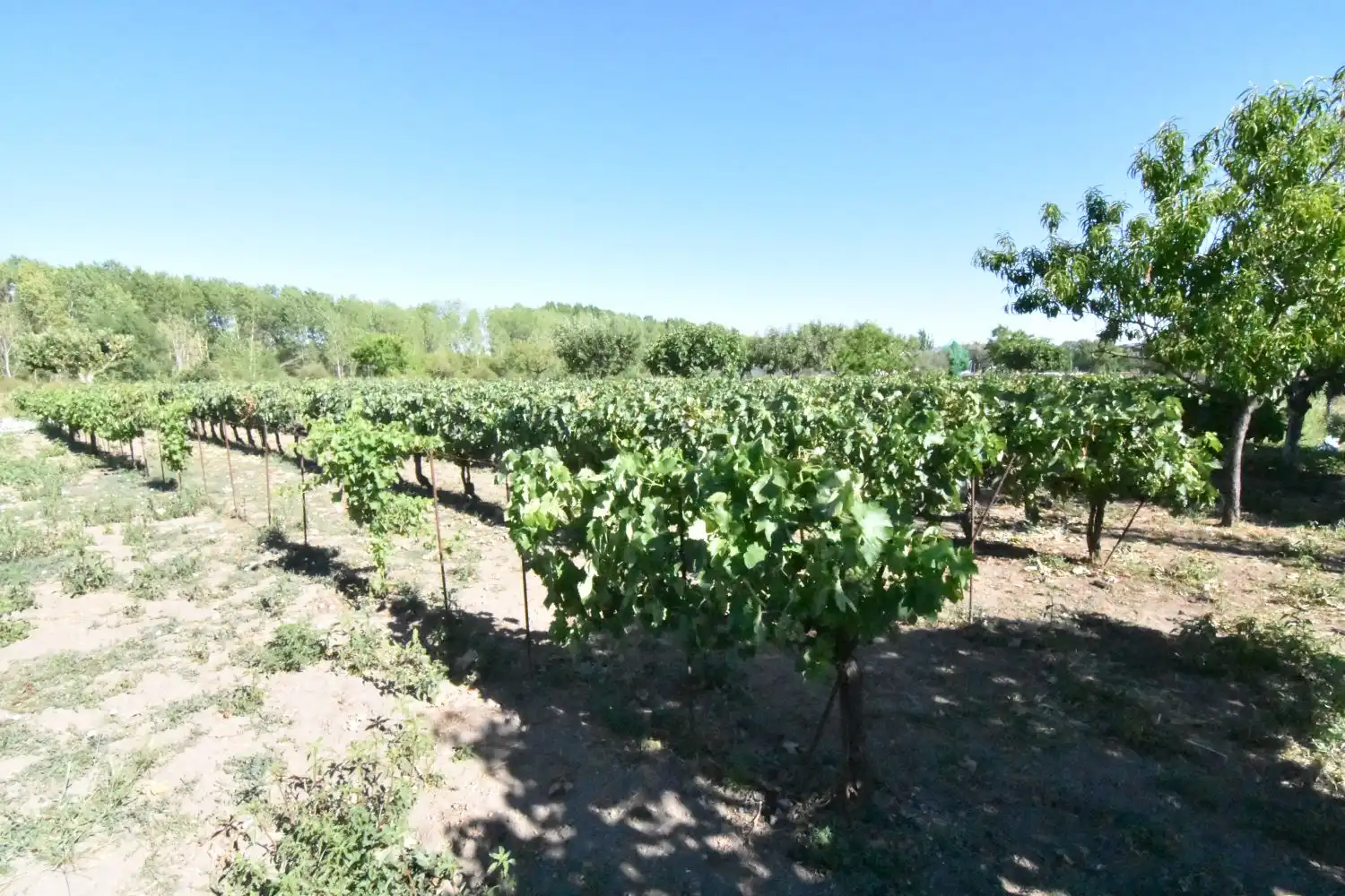 Vista exterior de Finca rústica en venta en Ciudad Rodrigo