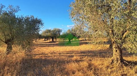 TIERRA DE SECANO PLANTADA DE OLIVOS