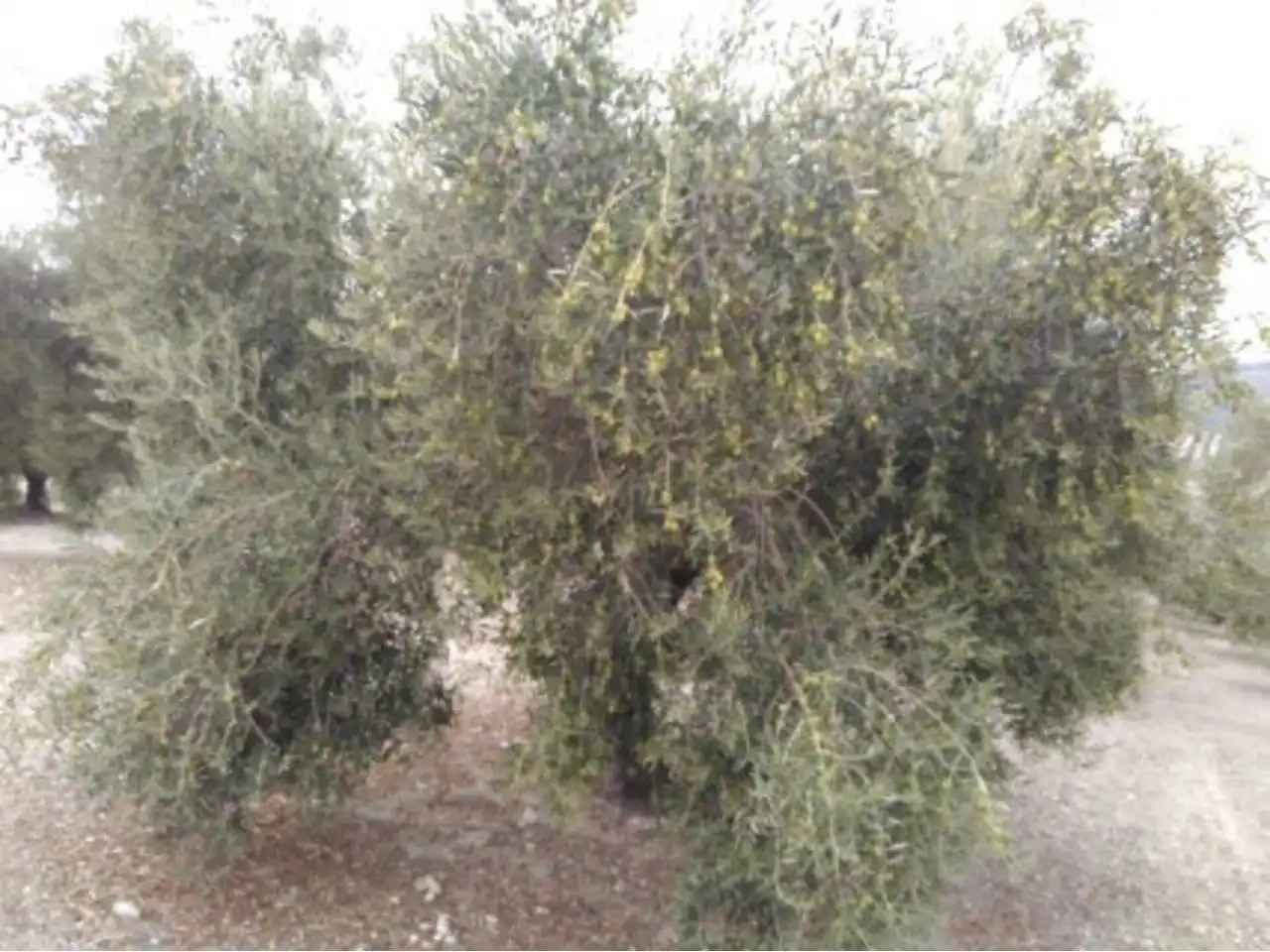 Rural land for sale in Calle TERMINO DE NUEVA CARTEYA, imagen 4
