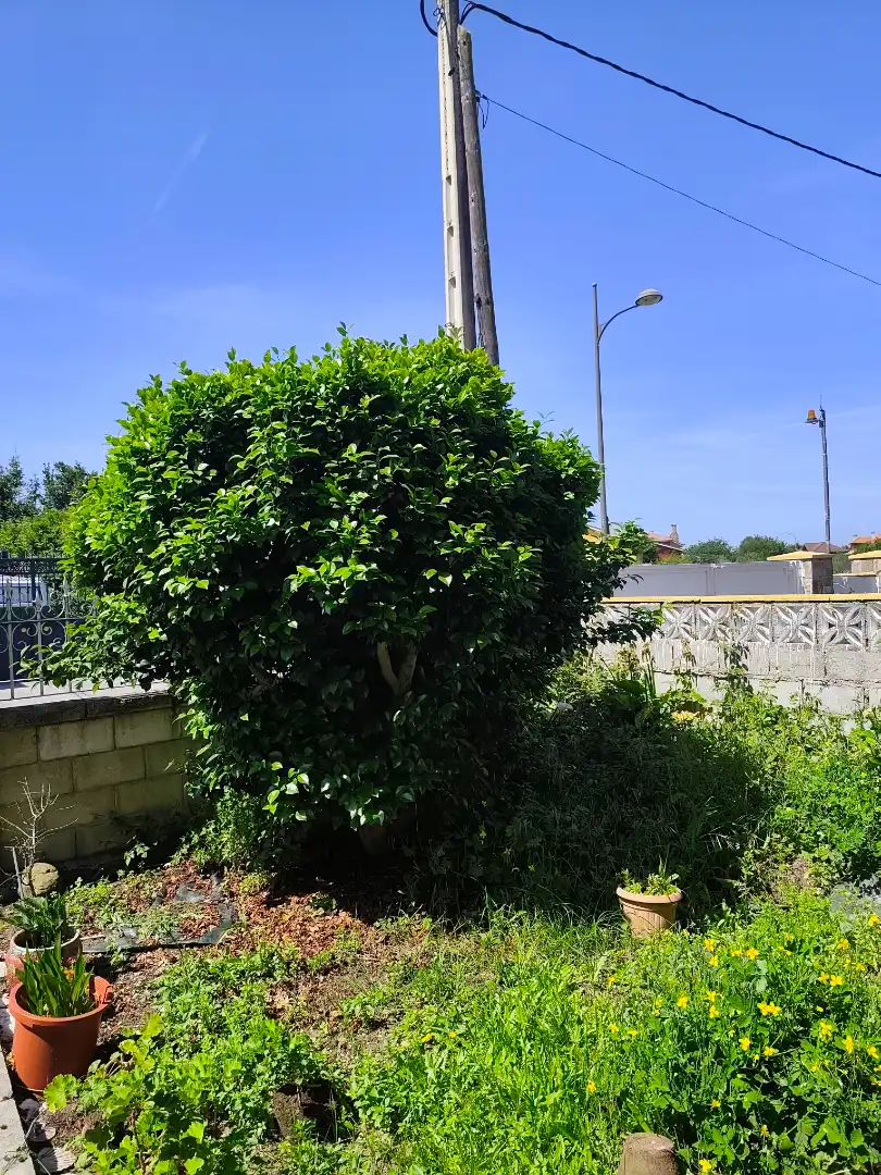 Vista exterior de Casa o chalet en venta en Avilés con Jardín privado y Terraza