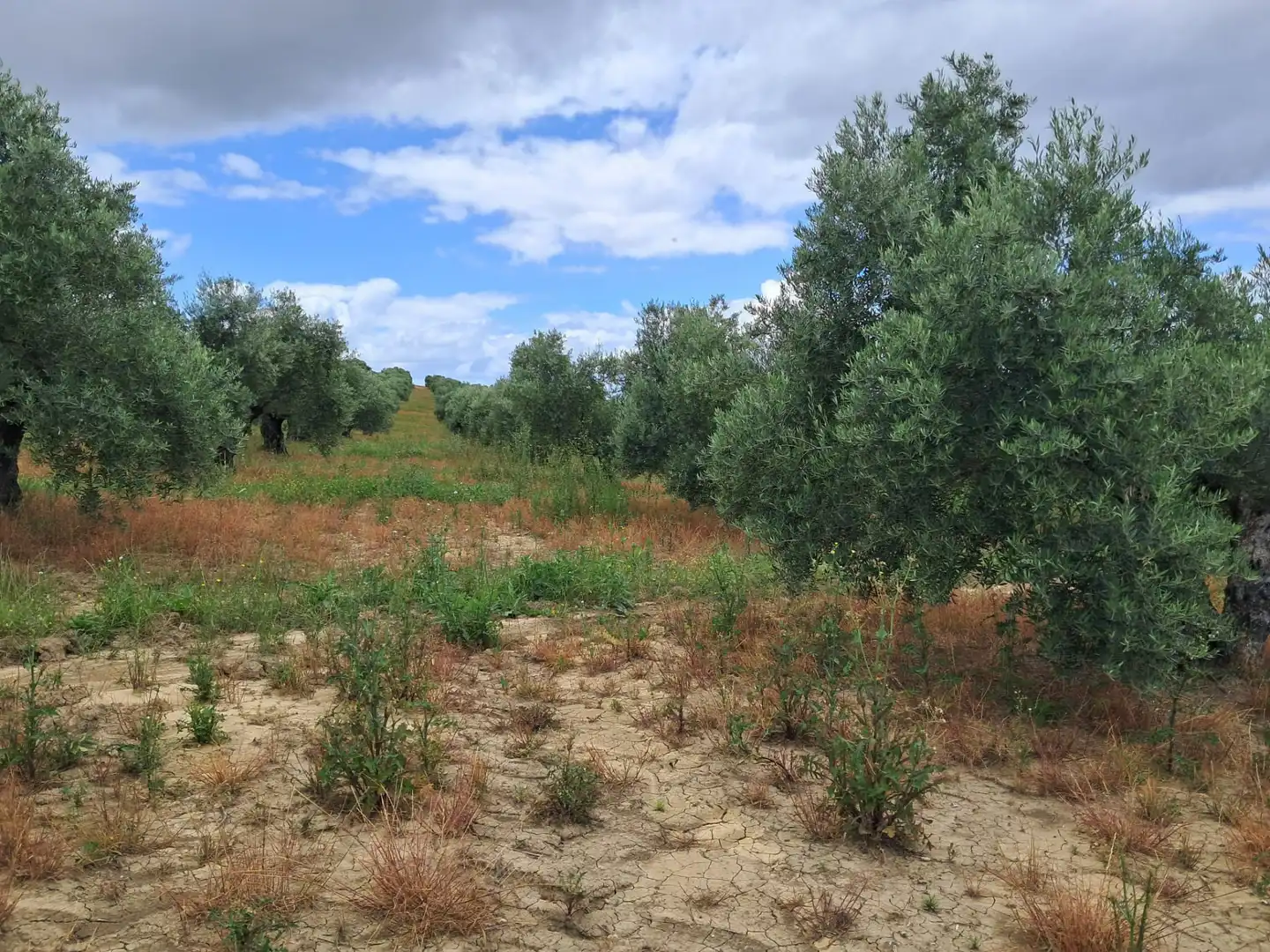 Lands and plots for sale in Bujalance, imagen 5
