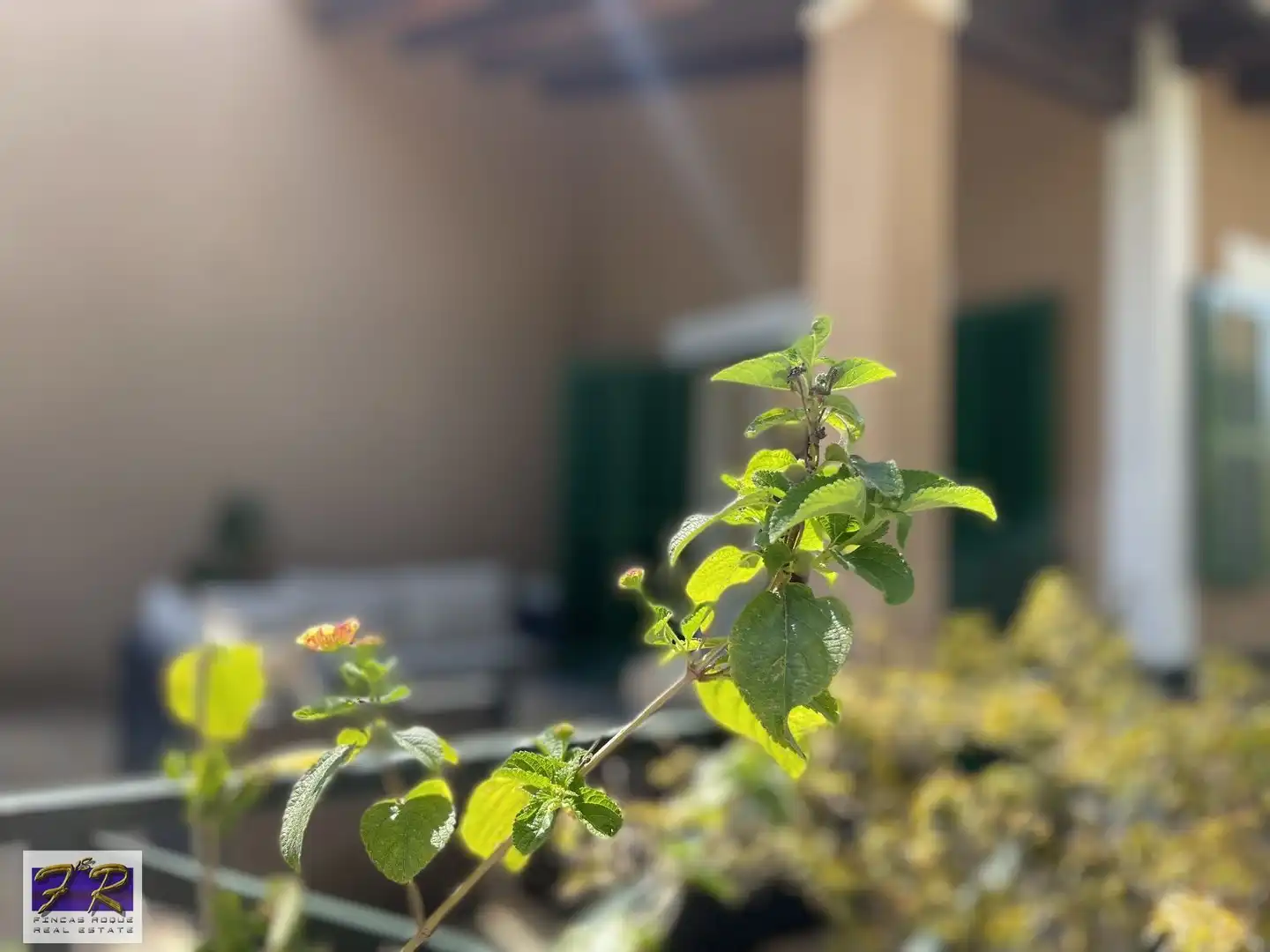 Jardí de Casa o xalet en venda en Alcúdia amb Calefacció, Terrassa i Forn