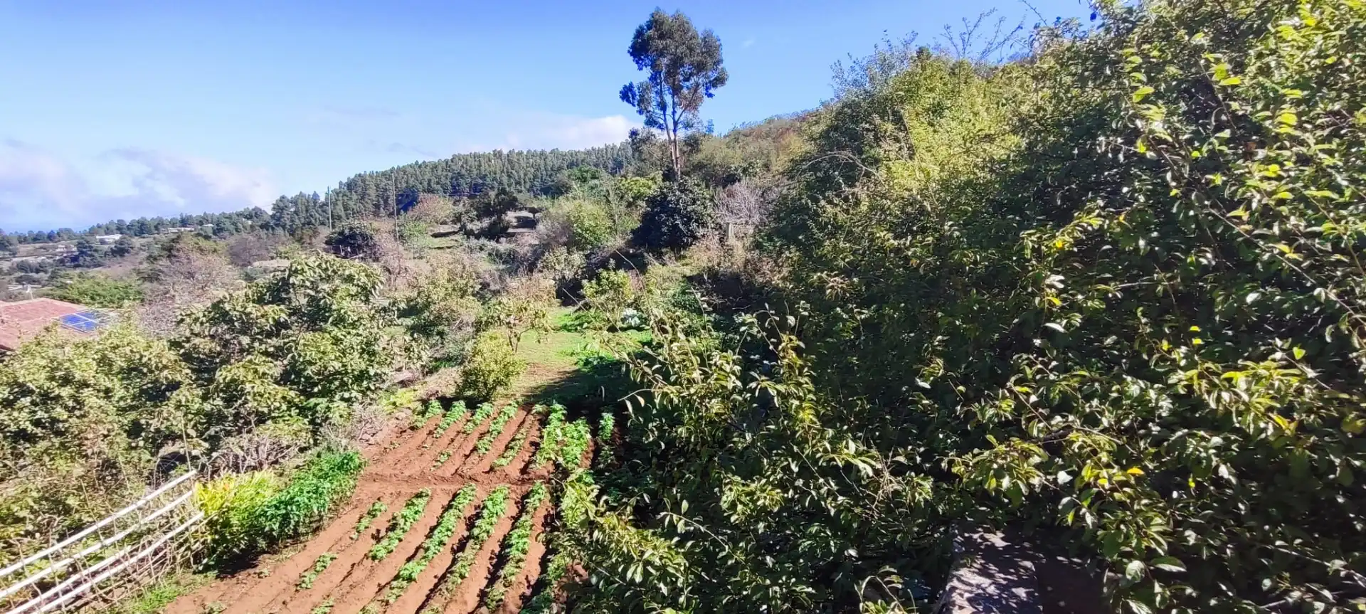 Detached homes for sale in Icod de los Vinos