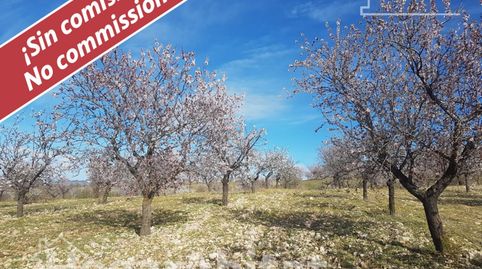 Naturaleza, privacidad y gran producción agrícola en esta singular finca rústica con cortijo tradicional en VélezRubio, imagen 2