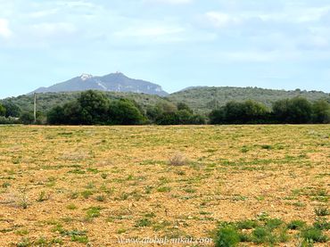 Wohnbaugrundstück zum Verkauf in Felanitx Poble