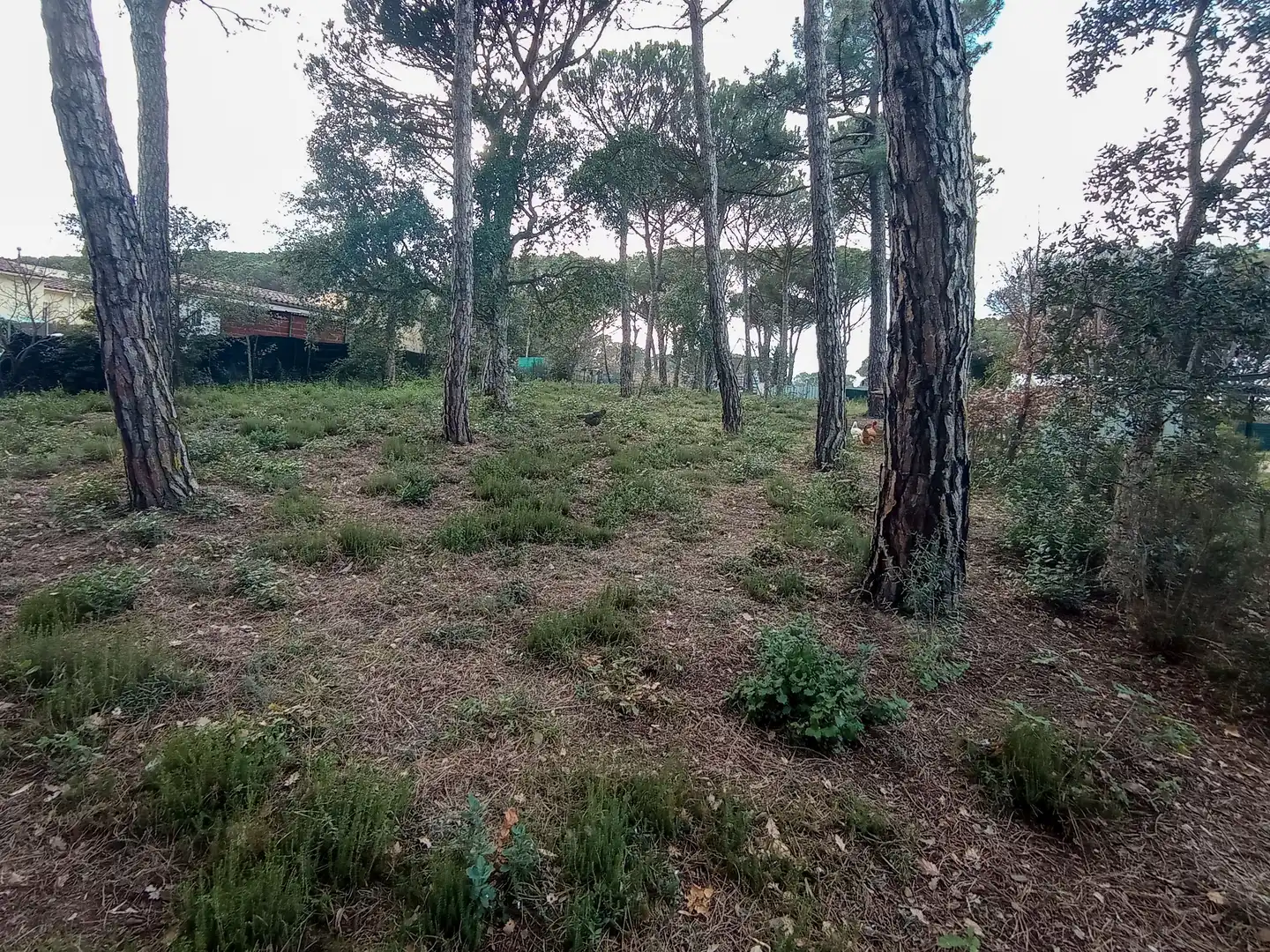 Terreny residencial en venda a Llagostera, imagen 4