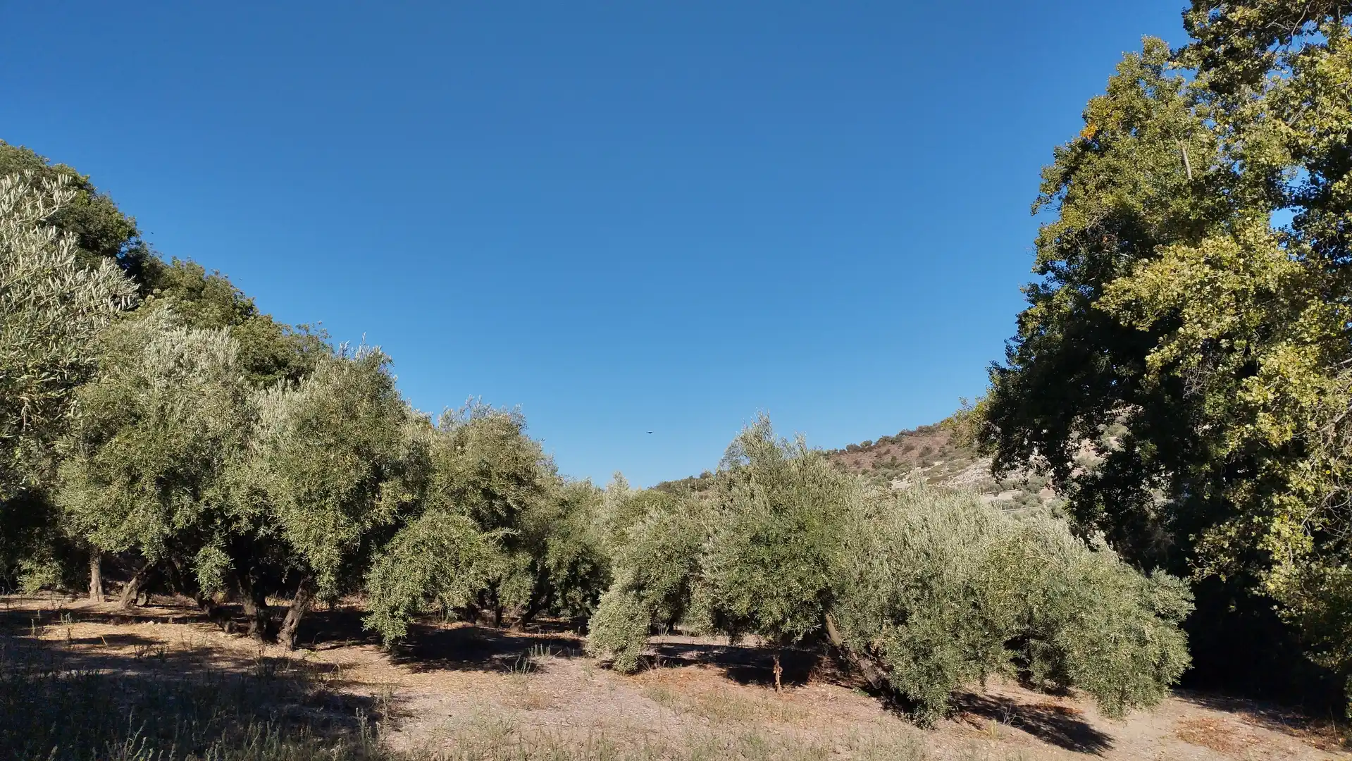 Land for sale in Cabra