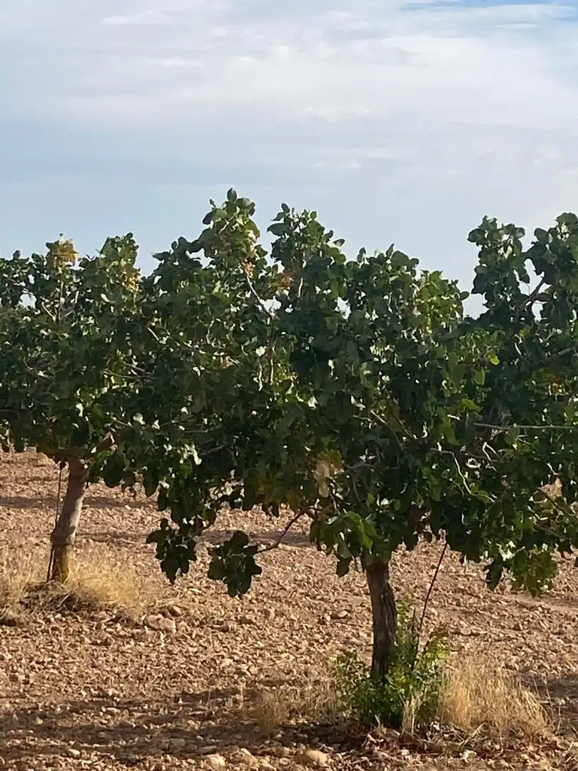 Terreno en venta en Tomelloso