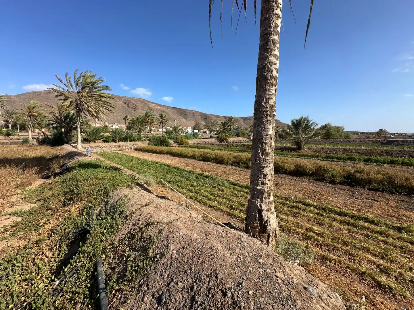 Finca rústica en venda en Pájara amb Jardí privat, Moblat i Forn
