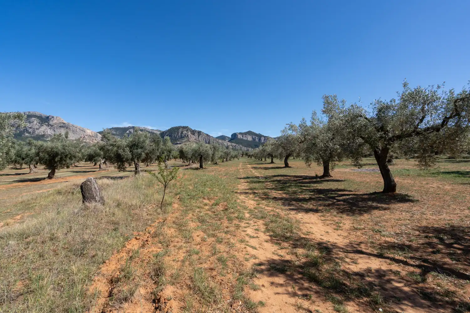 Rural land for sale in Raval dels Àngels 18, imagen 13