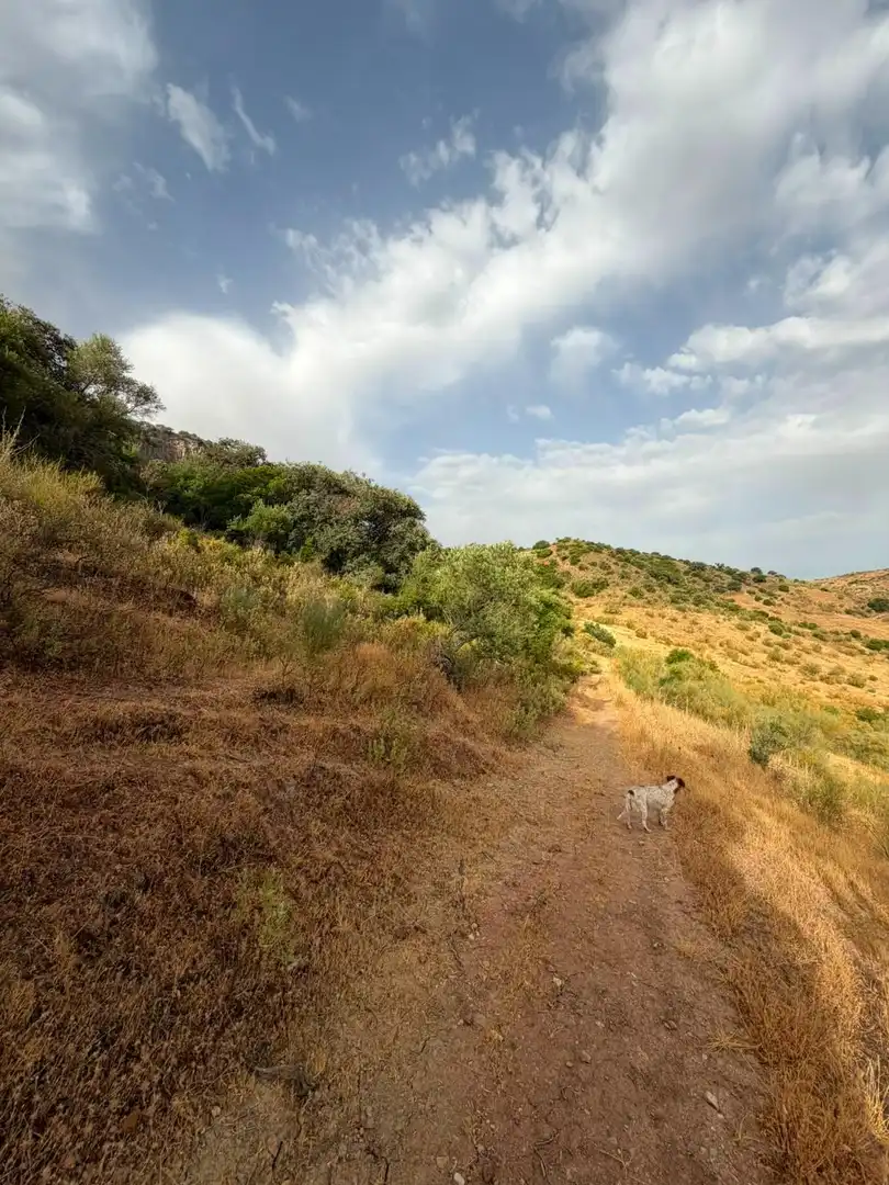 Rural land for sale in Morón de la Frontera, imagen 29