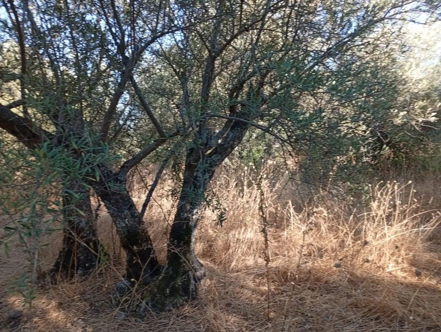 Terreni e lotti in vendita a Villanueva de la Vera, imagen 41