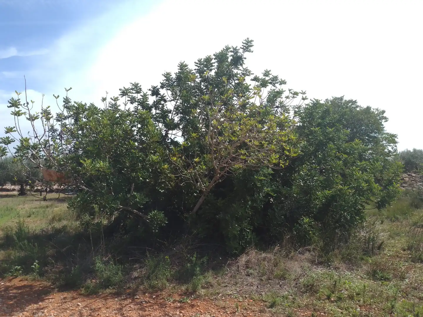 Terreny rústic en venda a Càlig, imagen 7