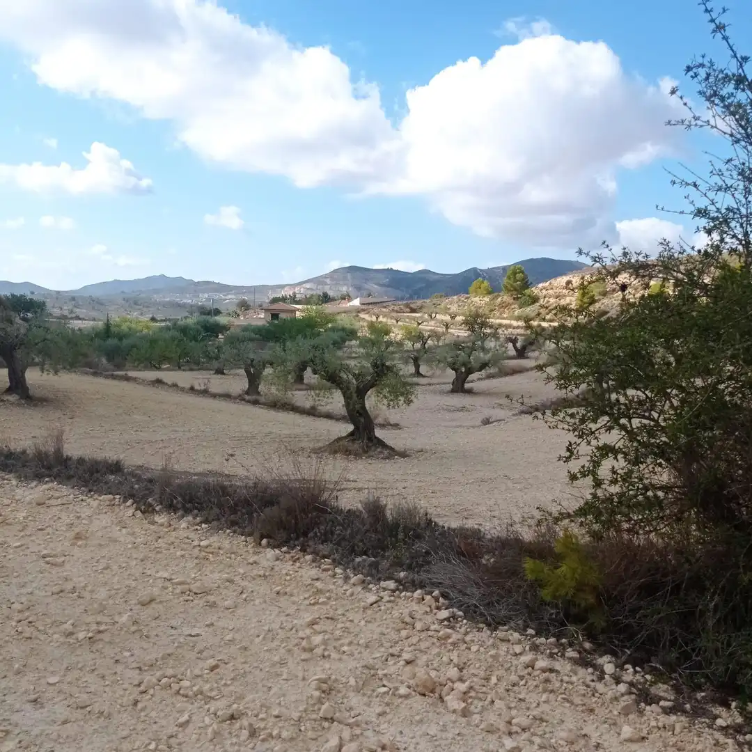 Terrain rustique à vendre à Hondón de las Nieves / El Fondó de les Neus, imagen 10