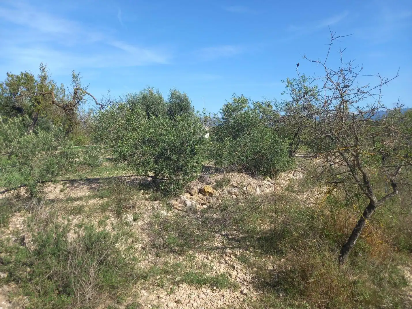 Terreno rústico en venta en Móra d'Ebre, imagen 27