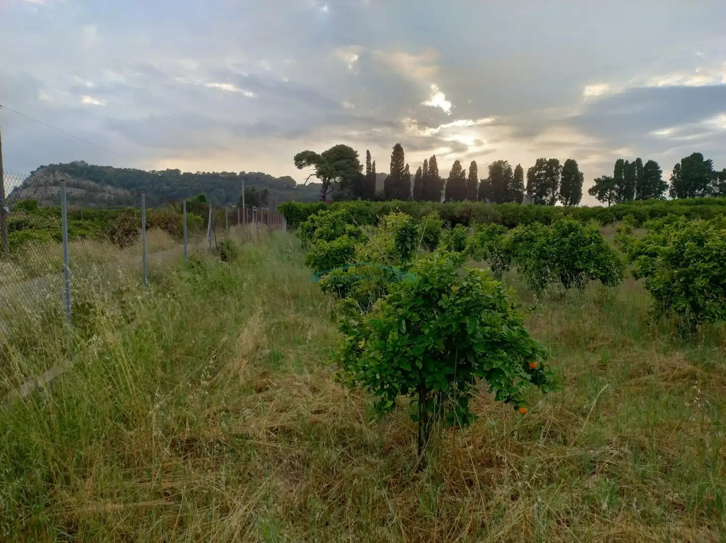 Terreno rustico in vendita a Plaza Numero, imagen 6