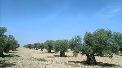 Foto 4 de Terreno en venta en Mora, Toledo