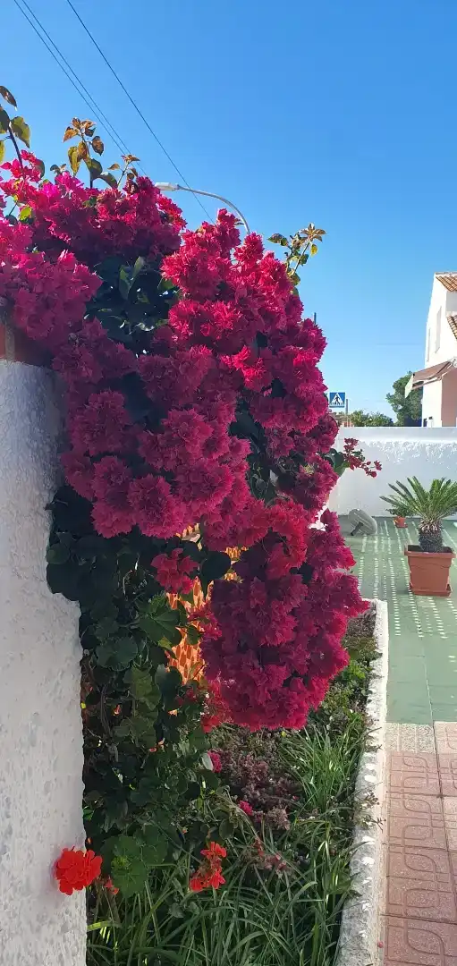 Vista exterior de Casa adosada de lloguer en Mazagón amb Jardí privat, Moblat i Forn