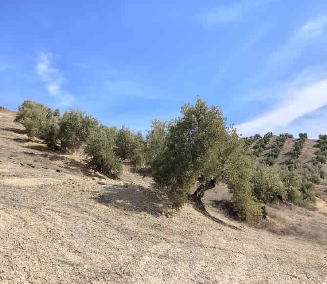 Land for sale in Chilluévar