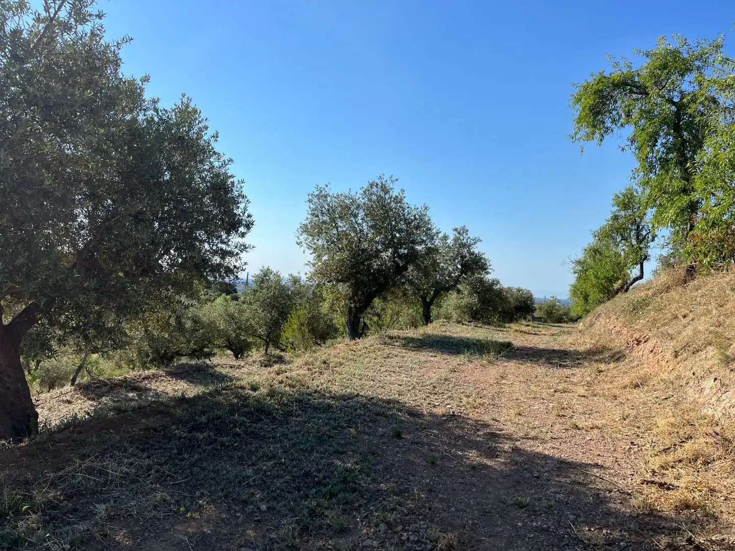 Rural land for sale in Carrer dels Jocs Olímpics 1, imagen 14