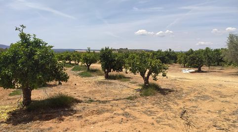 MAGNIFICO TERRENO CON NARANJOS EN PLENA PRODUCCION EN ANNA, immagine 5