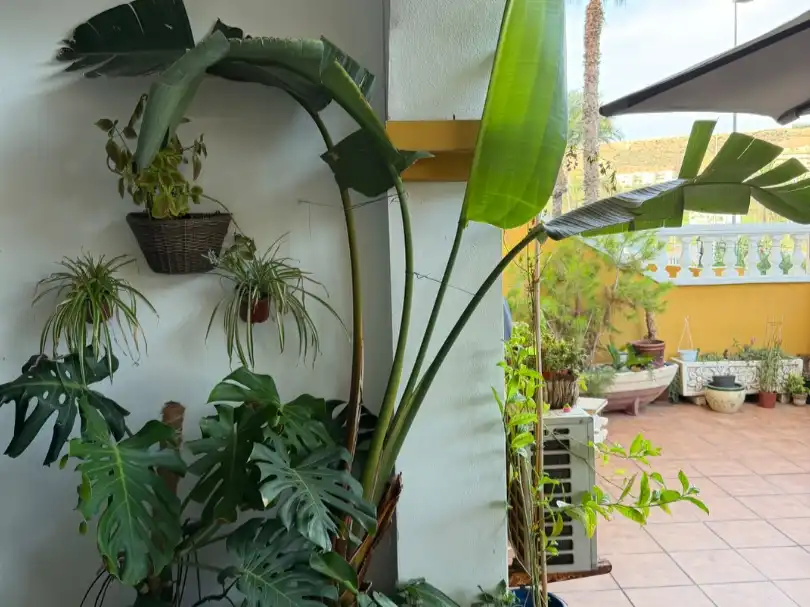 Terrassa de Casa o xalet en venda en El Ejido amb Aire condicionat, Jardí privat i Terrassa